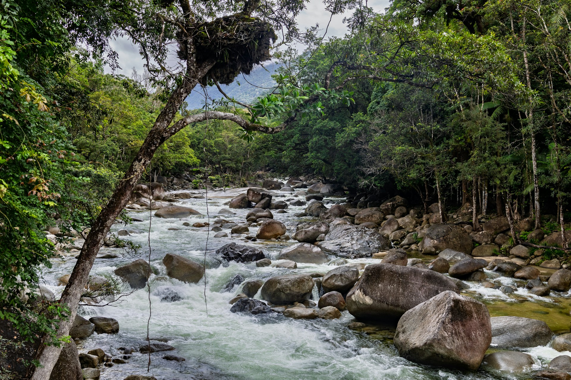 Explore the Daintree Rainforest