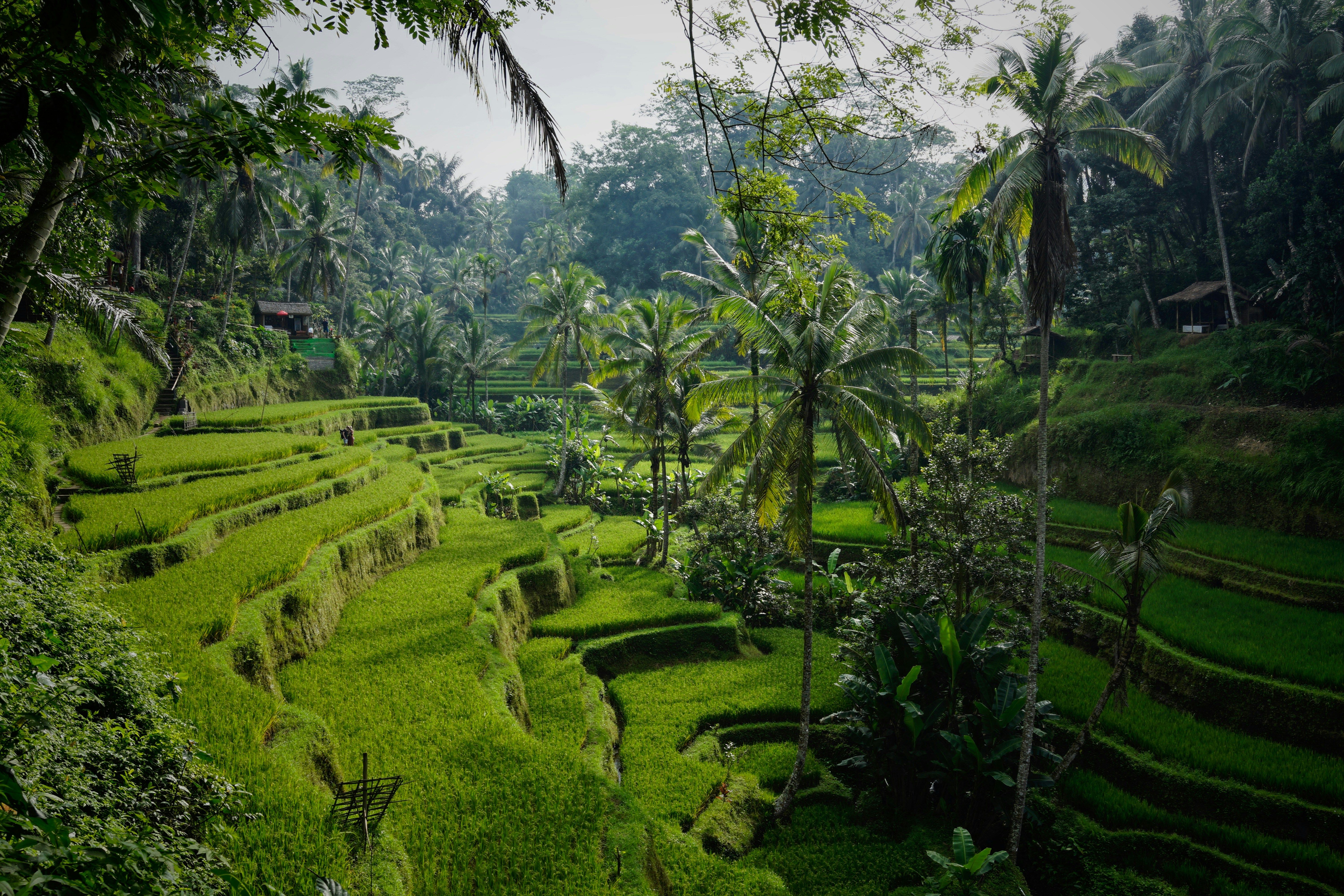 Discover the cultural heart of Ubud